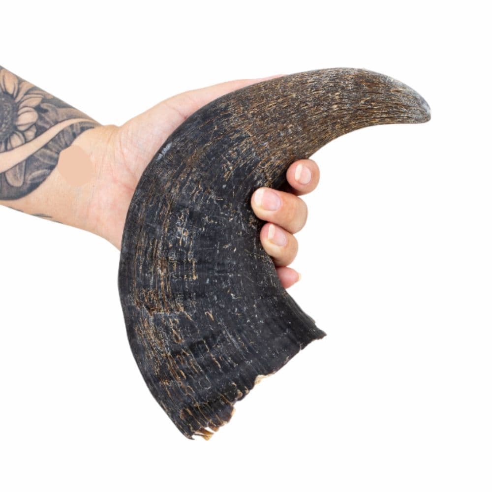 Chifre de Búfalo Médio Mordedor 100% Natural - 1un