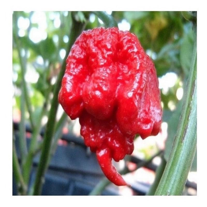 100 Sementes Pimenta Carolina Reaper I