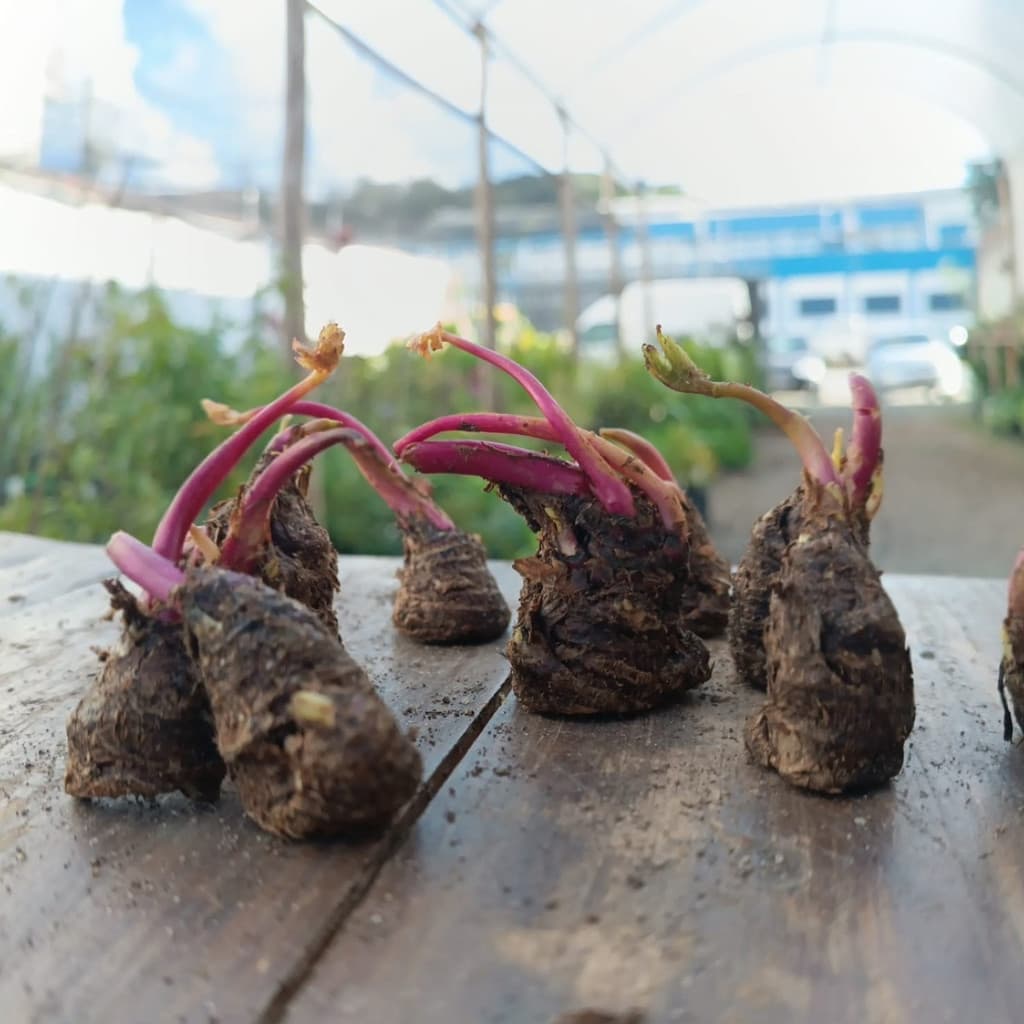 Liolin Garden Batata Baroa, Salsa, Mandioquinha 50 Sementes