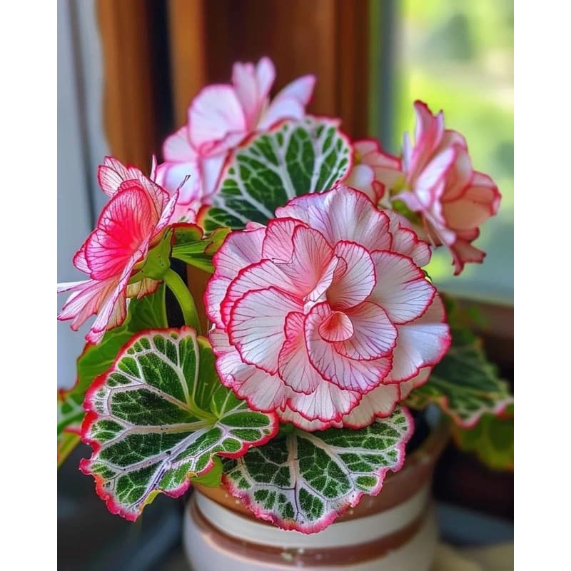 100 Sementes Begônia Adenium vx envio rápido PROMO