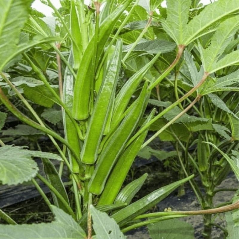 400 Sementes Quiabo Quimbobô Santa Cruz Precoce.