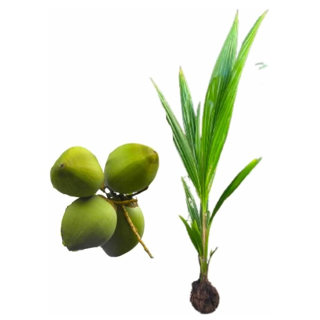 Muda de Coco Anão de 40 a 60 cm