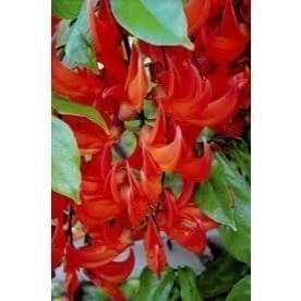 Rara 30 Sementes de Trepadeira Jade Vermelha V V cultivo fácil