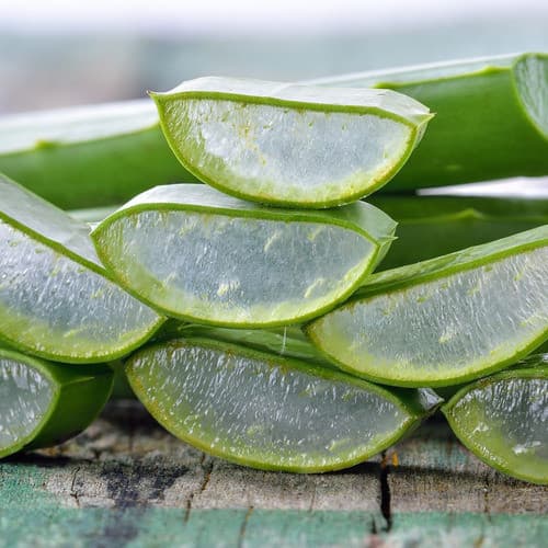 500g Folha De Babosa (grossa) Aloe Vera, PRODUTO ORGANICO, PRODUÇÃO DE AGRICULTURA FAMILIAR Barbadensis Miller Verde