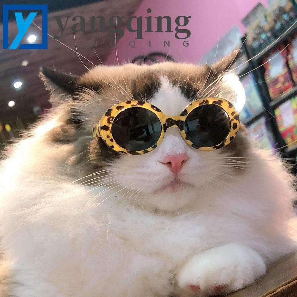 YANGQING Óculos De Gato Redondos , Acessórios Para Animais De Estimação , Produtos Fotos De Gatos Pequenos , Adereços Ol