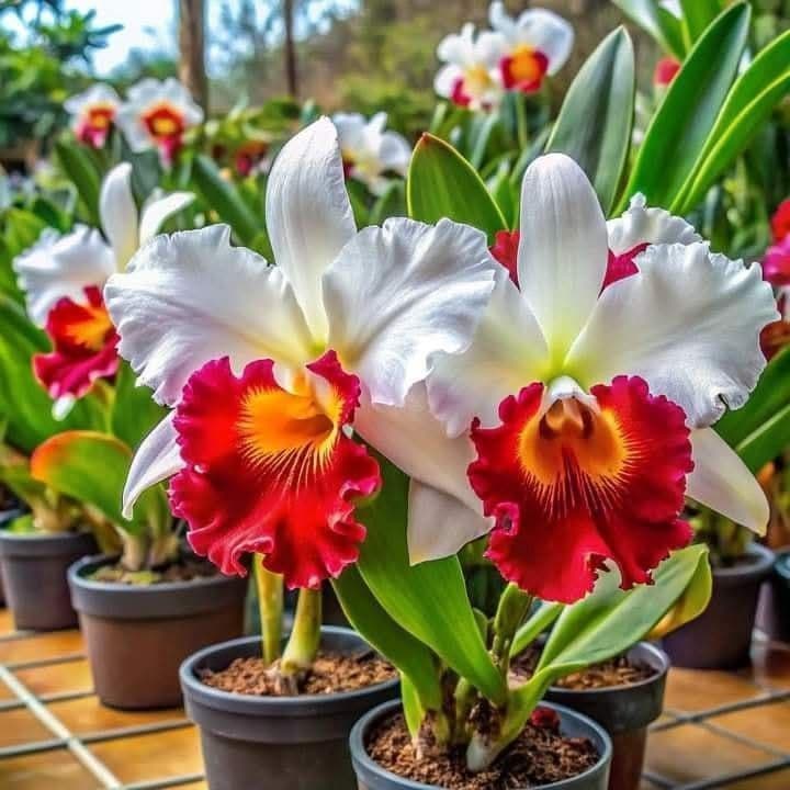 Orquídea Boreal Thunder 100 sementes com manual de cultivo