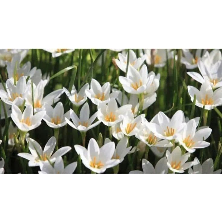 Rara lirio do vento zaphyranthes 100 sementes com manual de cultivo