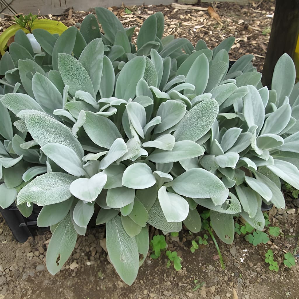 A 100 Sementes Peixinho De Horta Lambari De Folha Stachys Pan
