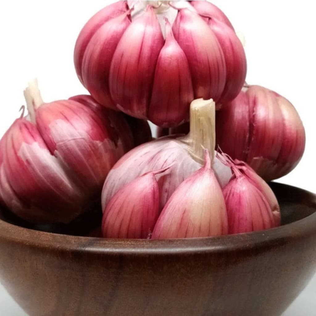 A-II 1000 Semente De Alho Roxo Nacional Cabeça   Lote Novo