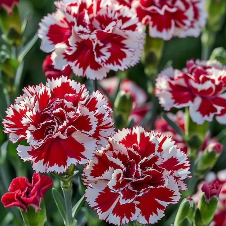 Sementes Cravina Dobrada Sortida