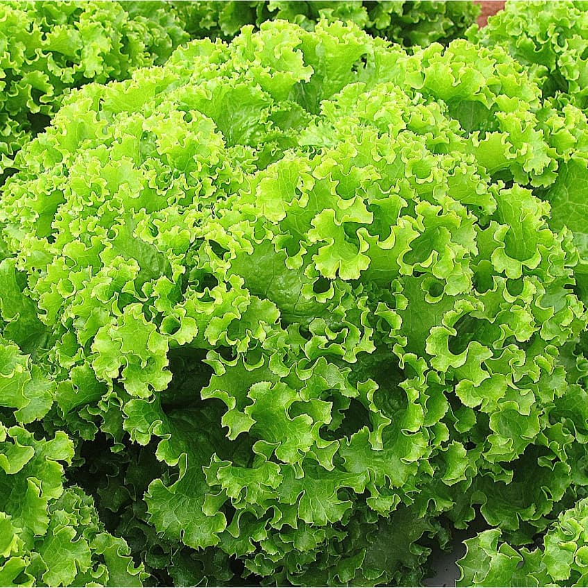 Sementes Alface Crespa Verde Super
