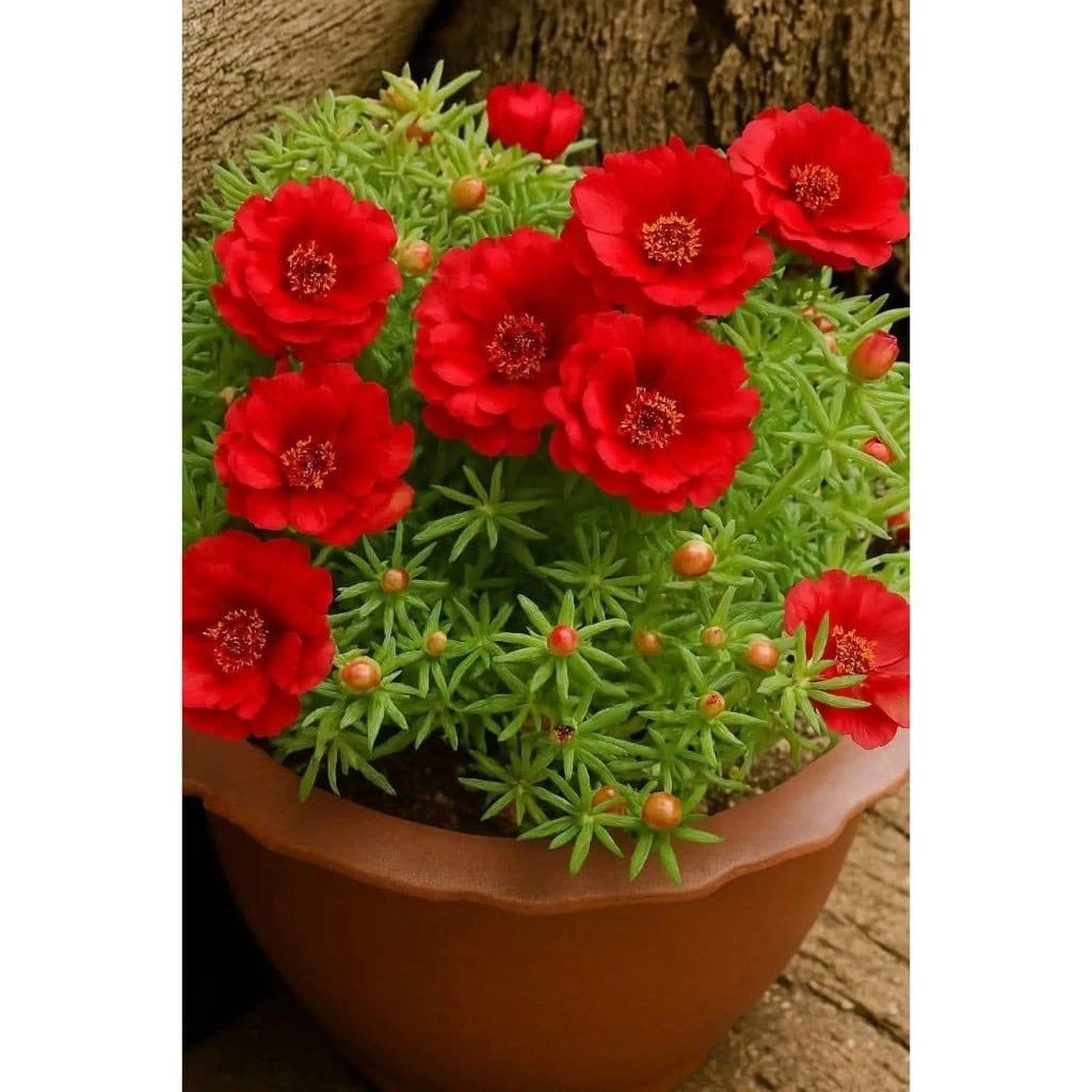 onze horas vermelha 100 Sementes