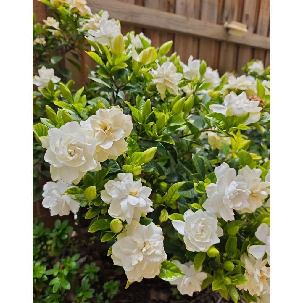 Gardênia Jasmim do Cabo 50 Sementes Alta Qualidade