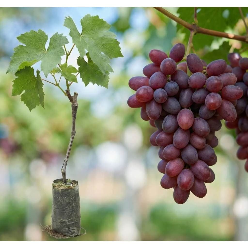 Muda de Uva Isis Enxertada (Sem semente) de 30 a 60 cm