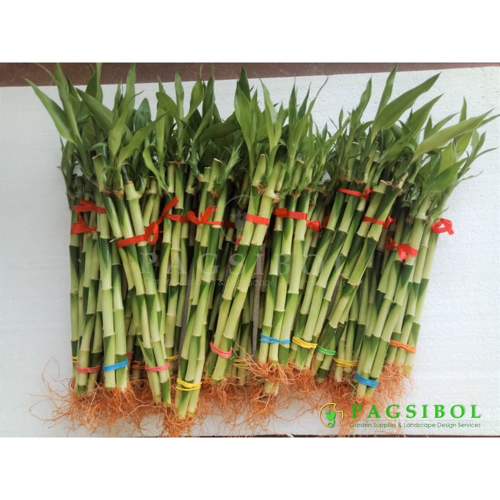 200 500 Sementes de Bambu da Sorte (Hastes por Pacote) - Para brindes ou coleção própria