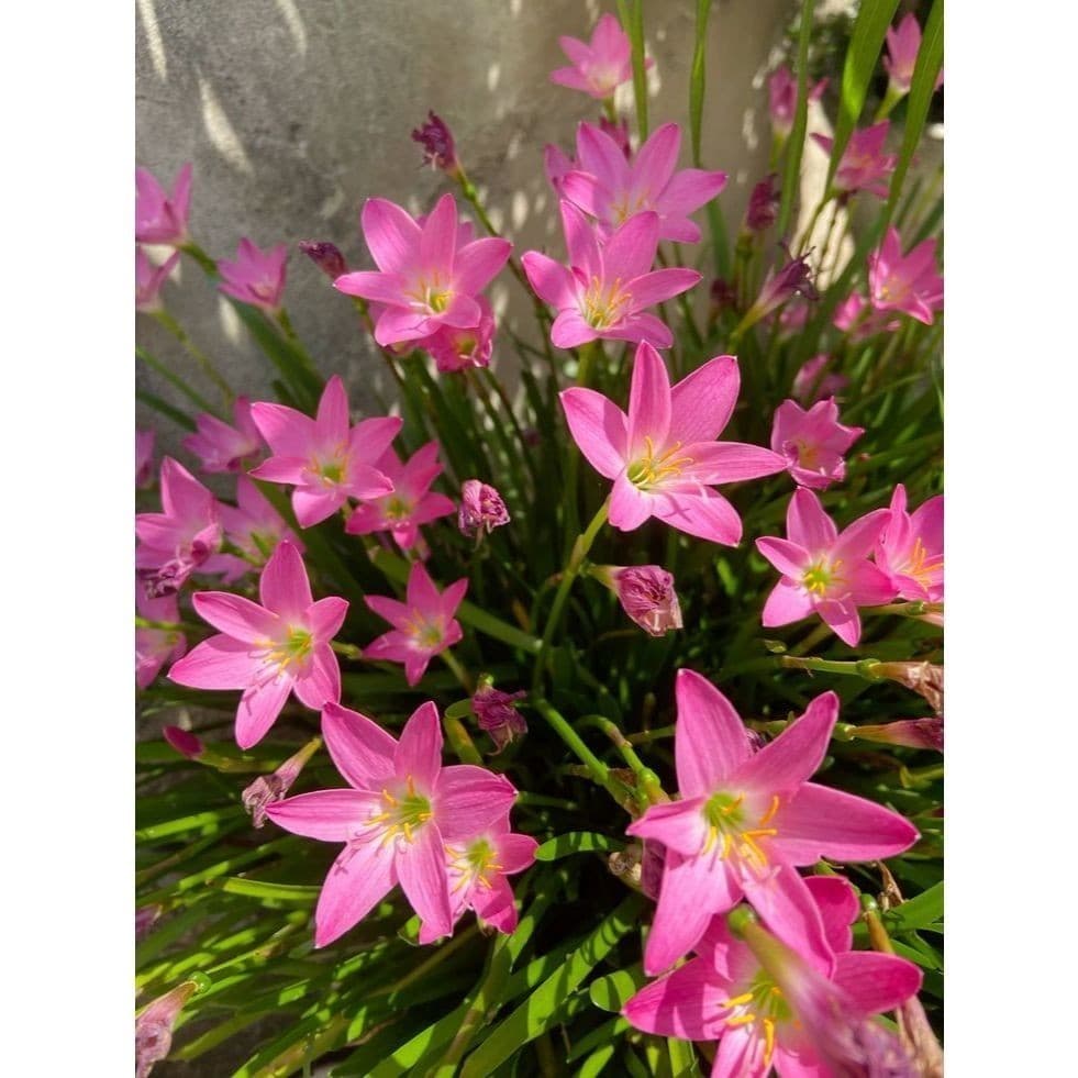 Rara lirio do vento 30 sementes com manual de cultivo