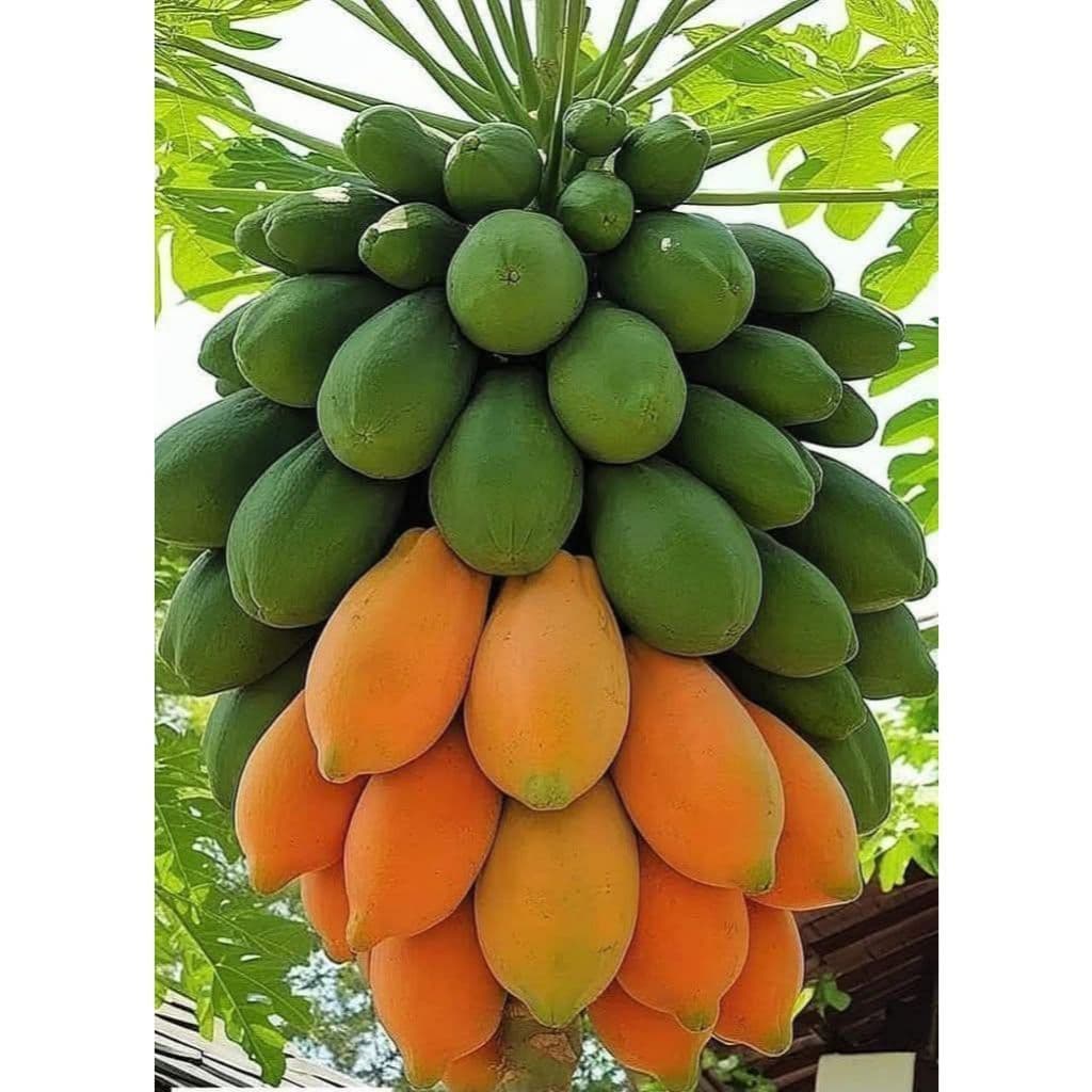 Sementes Mamão Papaya