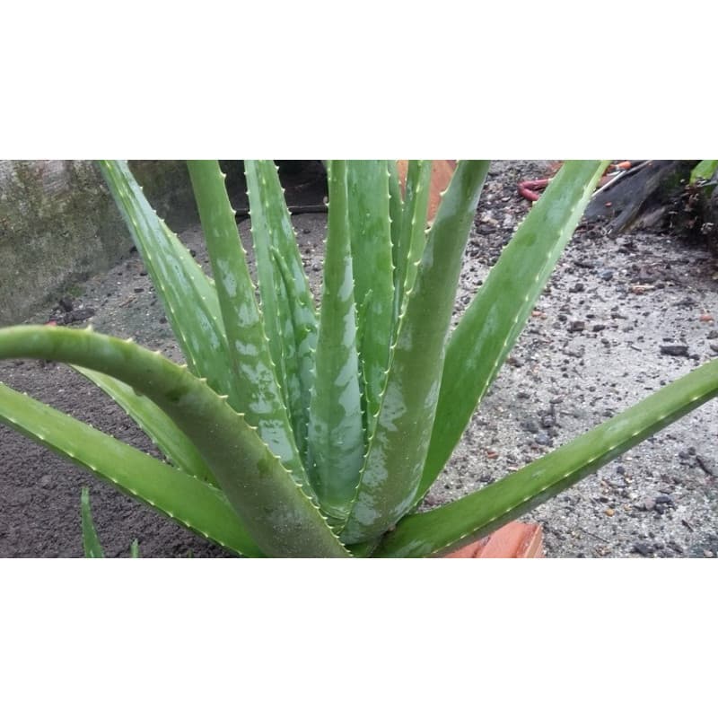 Babosa Aloe Vera100 Sementes de Com Manual de cultivo