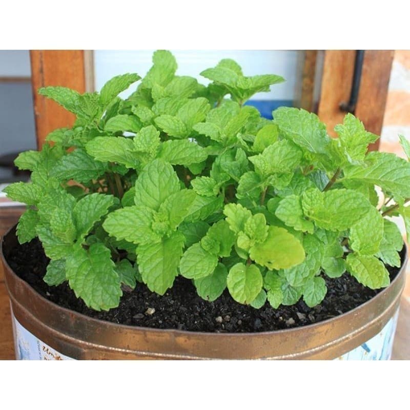 300 Sementes de Hortelã Menta. germinação rápida germinação rápida