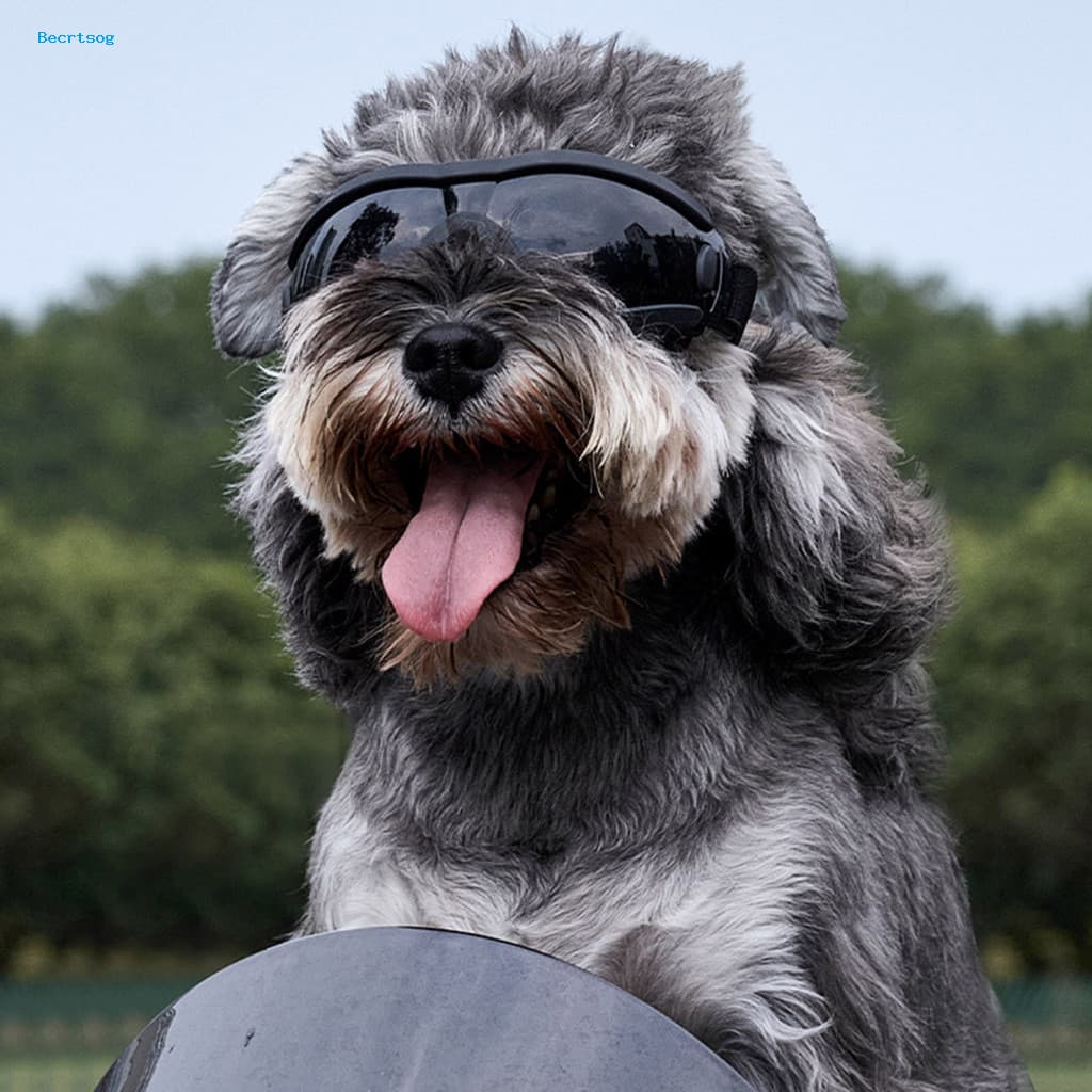 Óculos De Sol Para Cães À Prova De Vento Proteção Uv Com Alça Ajustável Raças Pequenas E Médias-Ensolarados