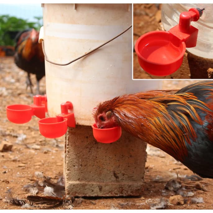 5-10-20 bebedouros automáticos Copo pequeno Bebedouro para galinhas Bebedouro para pássaros