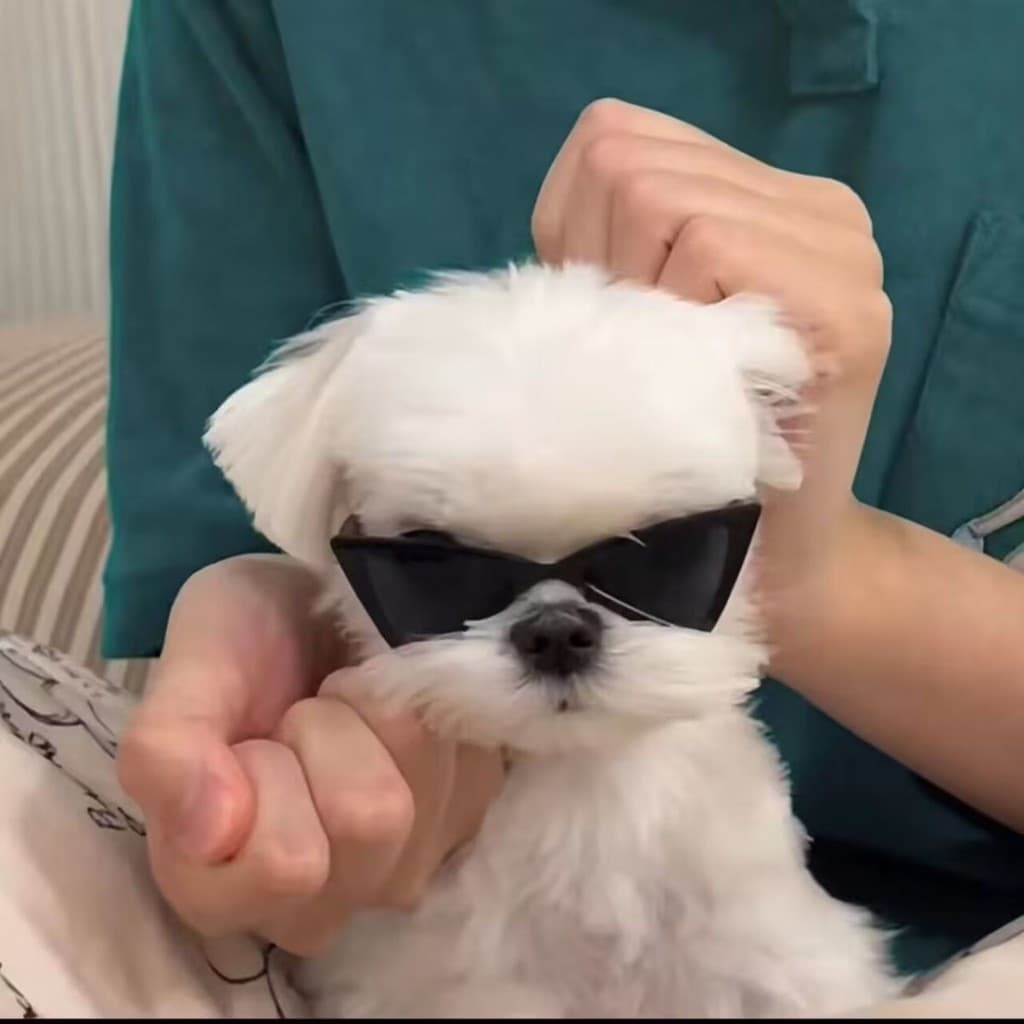 Maltês gancho reparação óculos de sol bonito legal cão triângulo óculos de sol gato cão posando adereços animais de esti
