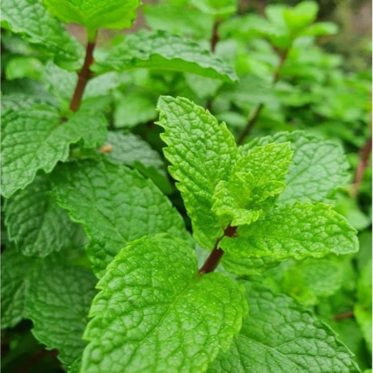 Sementes Hortelã ou Menta