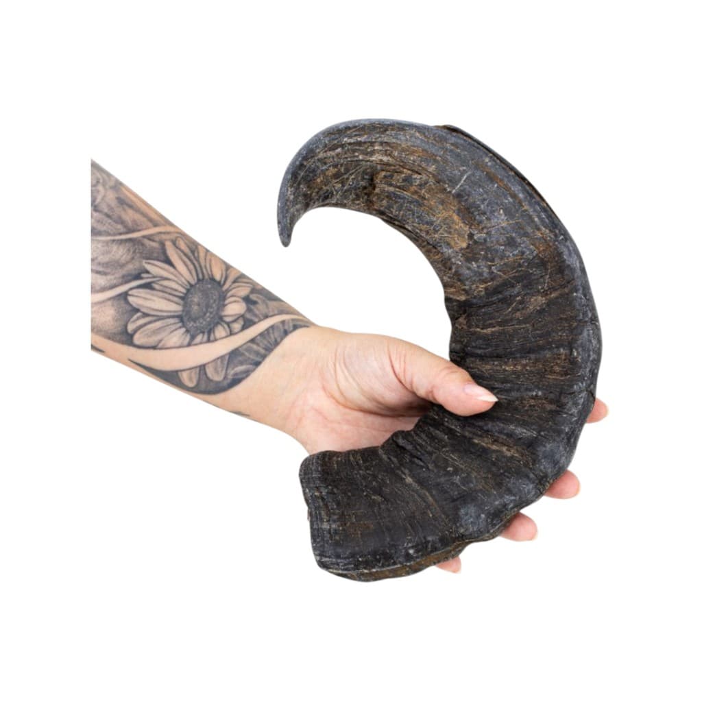 Chifre de Búfalo Grande Mordedor 100% Natural - 1un