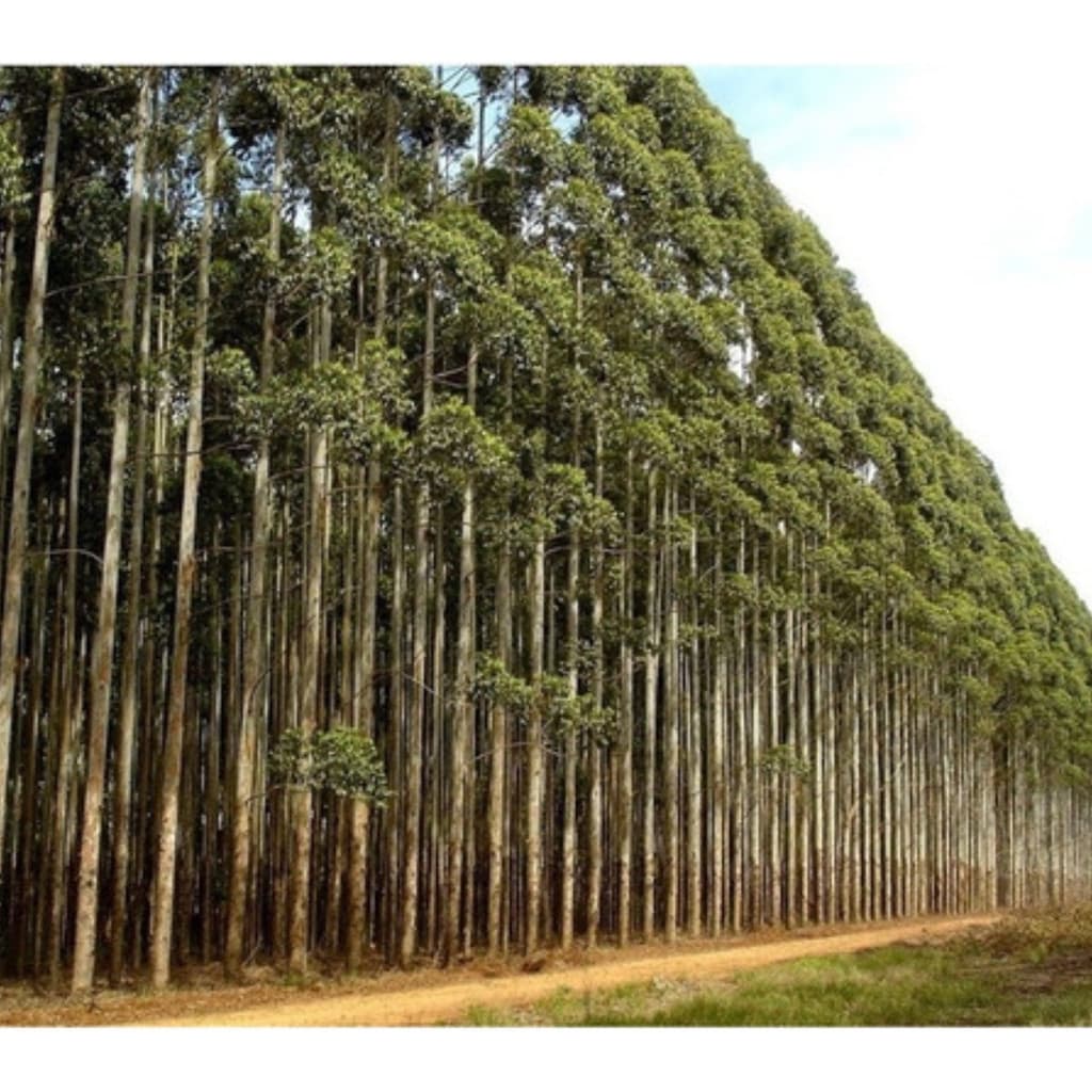 500 Sementes De Eucalipto Cloeziana - Árvore