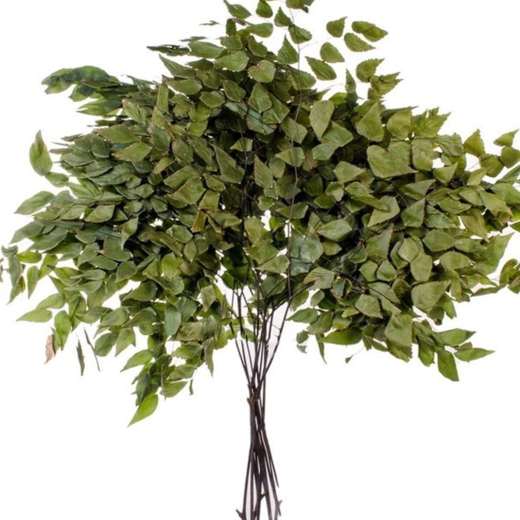 Kit 40 Galhos De Avenca Natural para Decorações, Arranjos e Buquê