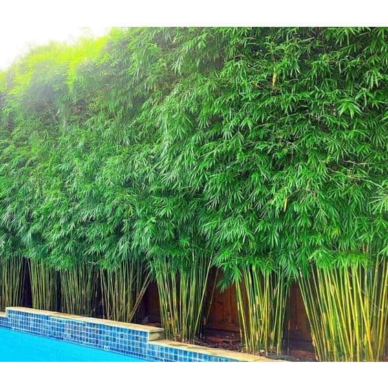 OPORTUNIDADE 100 Sementes de Bambu Anão de Jardim Bambusa gracilis para plantio de Mudas Premium ENVIO RAPIDO T7