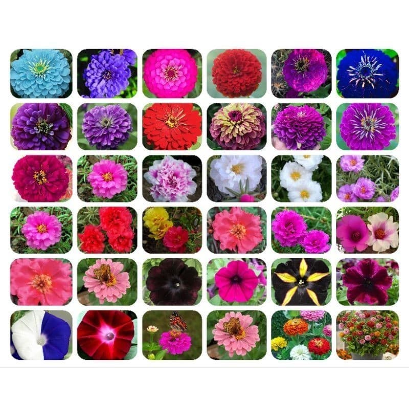 sementes puras 20 Sementes Onze Horas Dobradas Cores raras.