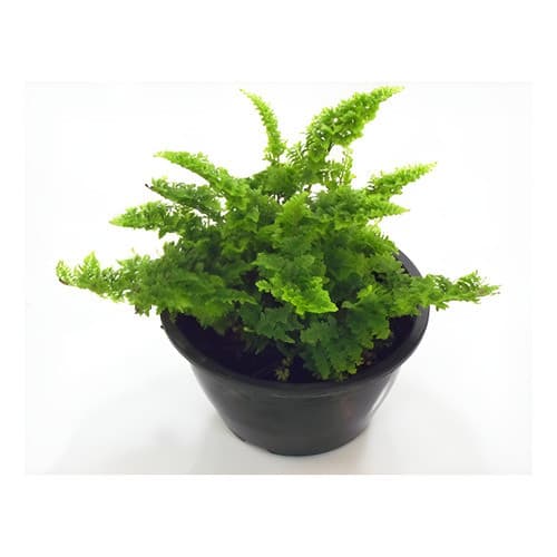 Muda De Mini Samambaia Havaiana (Marisa) | com Brinde