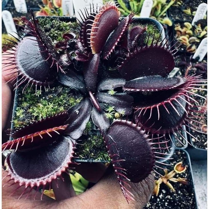 planta carnivora black popa mosca100 Sementes de Com Manual de cultivo SS