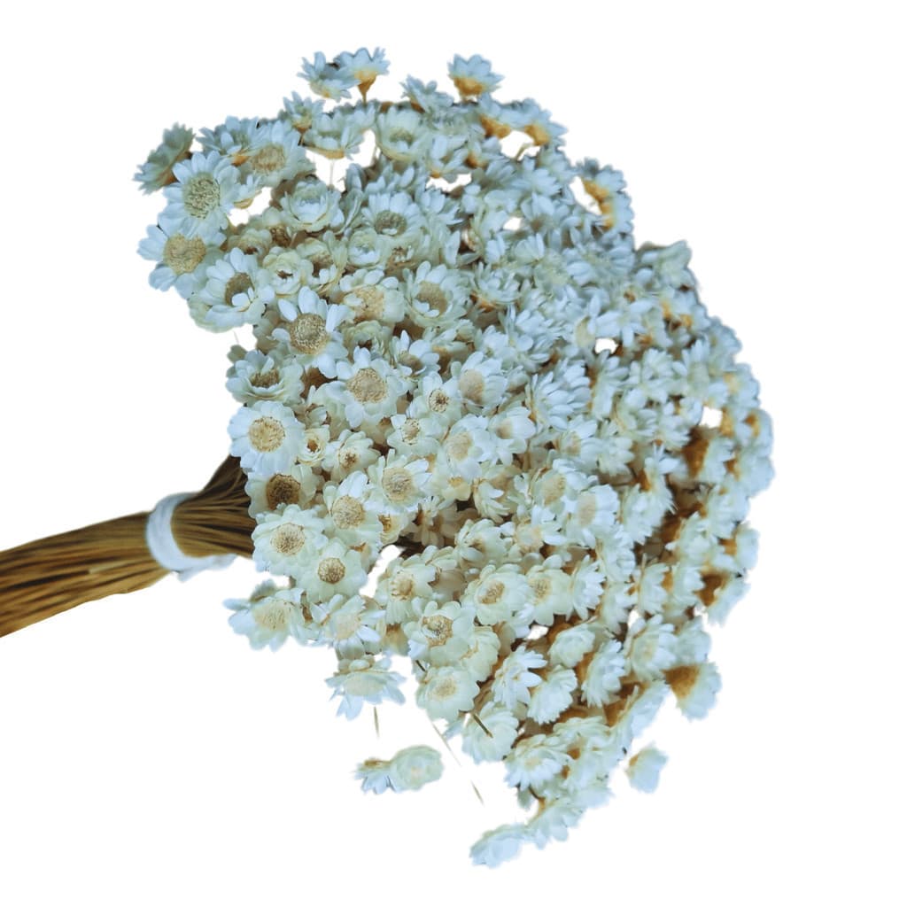 1.500 Sempre Viva Florzinha Branca I Flores Desidratadas Premium
