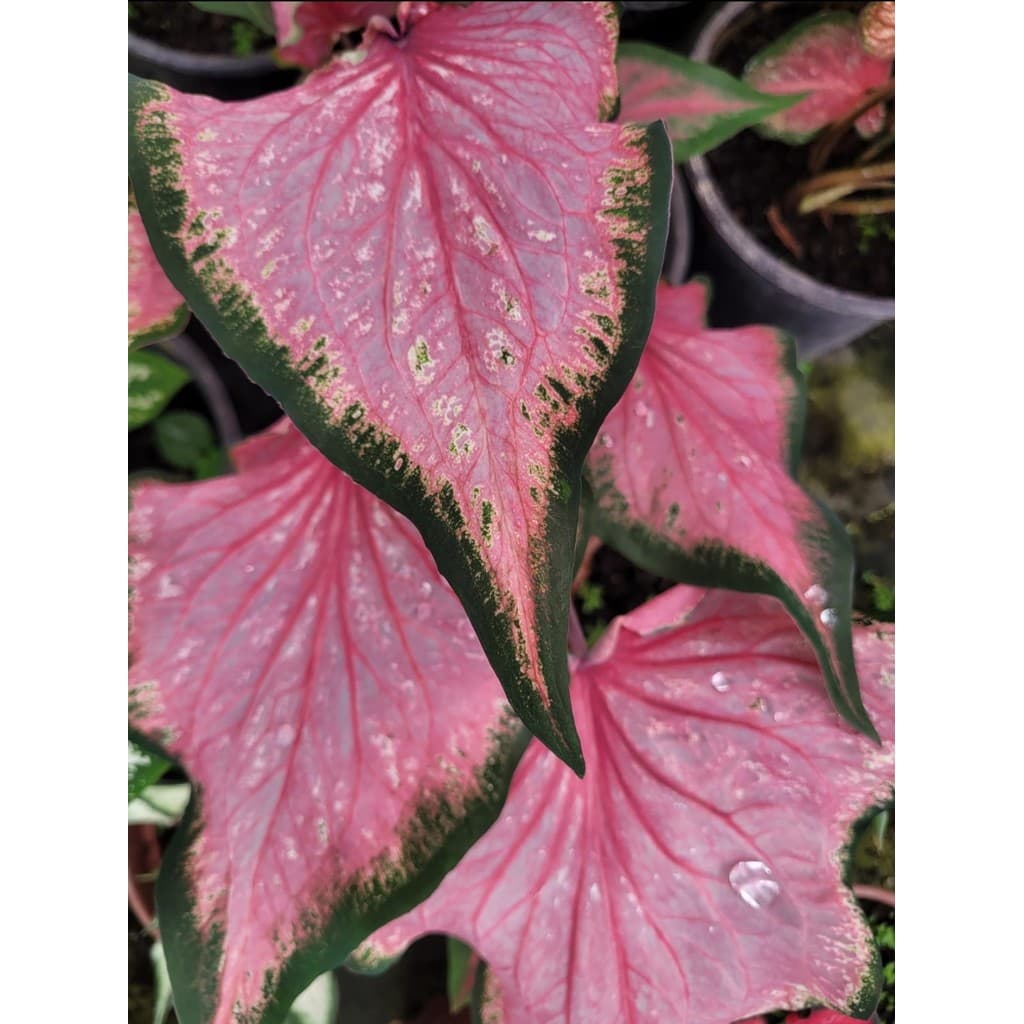 Bulbo Caladium F. Sweetheart (T2)