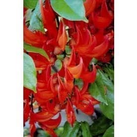 30 Sementes de Trepadeira Jade Vermelha