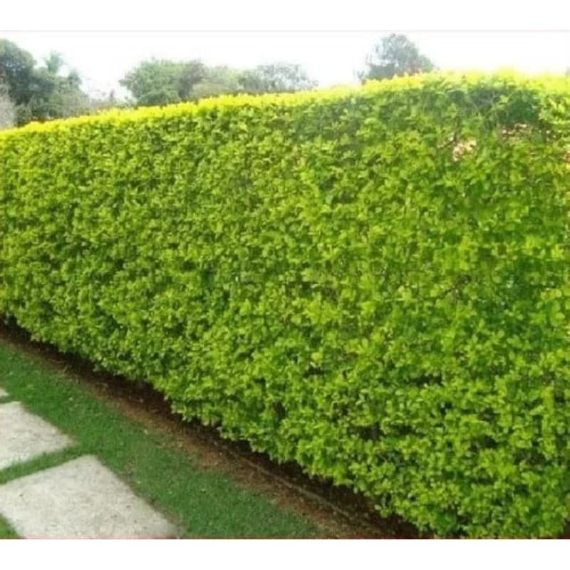 fácil de levantar 100 Sementes de Sangsang Duocampo (Sementes de Cerca Viva)