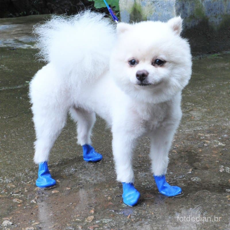 Conjunto de 4 peças Botas antiderrapantes para animais de estimação à prova d'água