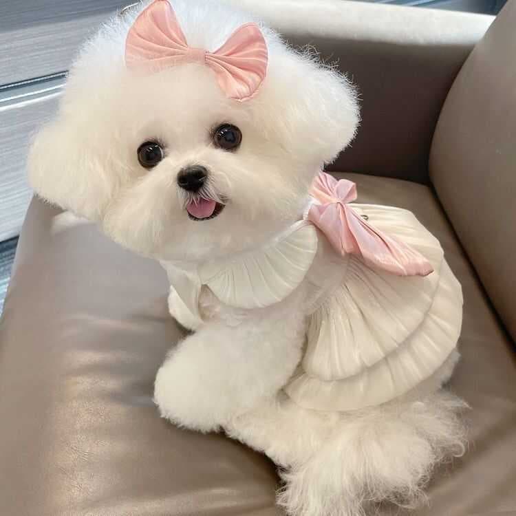 Roupas para animais de estimação verão estilo fino respirável Streamer gaze vestido de princesa Teddy Bichon cão gato pa
